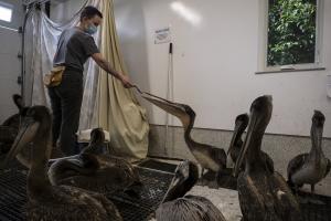 An SBWCN staff member feeds pelicans during the pelican crisis in 2022. The exact cause remains unknown.