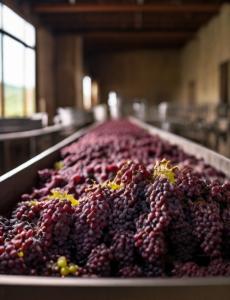 Wine Grape Processing Plant