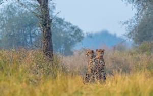The Majestic Cheetah's at Kuno National Park