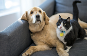 a photo of a dog and cat on a couch, francoach deal with woofies franchise