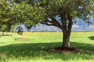 A landscape view of Oakberry Trails nature