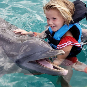 Interactive Dolphin Programs at Dolphin Discovery Grand Cayman