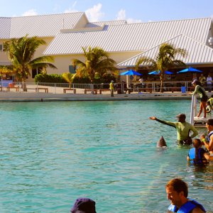 dolphin discovery grand cayman location