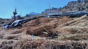 Raw Material for Bio-plastic
