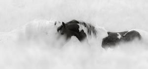 Two rugged wild stallions in the McCullough Peaks of Wyoming