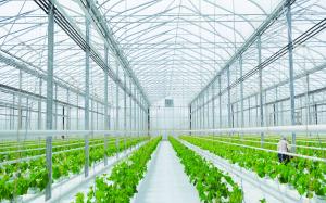 Commercial Greenhouse Market Insights