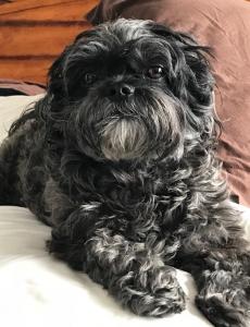 Photo of Josie. She is a small dark grey dog with long, curly fur.