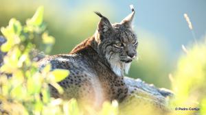 Iberian Lynx