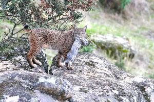 Iberian lynx conservation