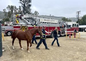 OCFA firefighter assisted by female trainer leads a horses past a fire truck