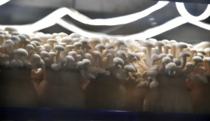 Mushroom Farming is Lucrative and Attracting New and Existing Farm-Entrepreneurs