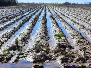 A muddy field without crops