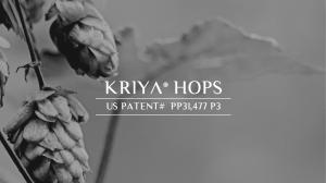 Kriya® Hops Patent Number Image