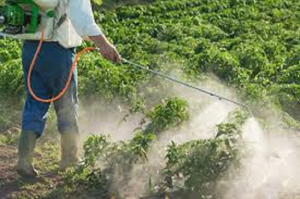 Insecticides Market Report Growth