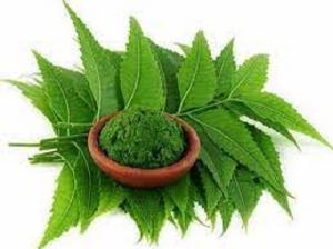 Neem Extract Market CAGR