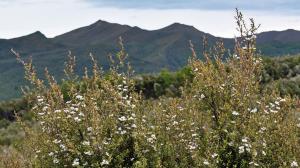 Manuka bush - the source of manuka honey. Photo Credit: Tom Sobek. Creative Commons License