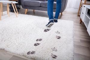 dirty rug