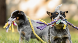 Dogs playing outside with a colorful rope.