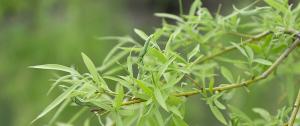 white willow bark