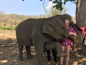 Baby elephant in Chiang Mai Thailand