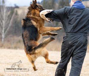  Elite protection dog training Deterrent Dogs LLc
