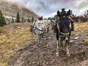 Horses - and their riders - take a break on White River Pass atop Montana's Continental Divide.
