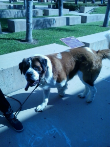 Saint Bernard featured on Beverage Television Inc. at https://www.youtube.com/watch?v=tr1OaWRyouU&t=3s