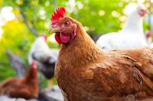 Egg producing chickens grazing the land.