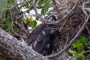 Successful Eaglet Rescue After Being Blown Out of Eagle’s Nest