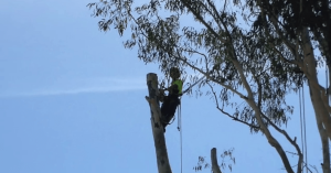 Five Star Tree Maintenance Bolsters Tree Care Excellence in Brisbane