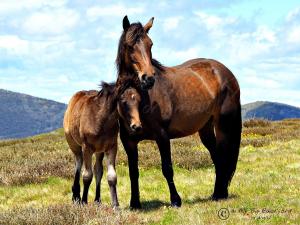 Mare and foal in National Park