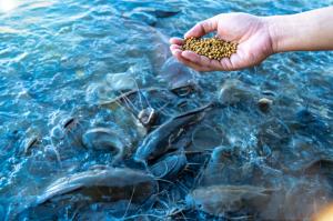 Aquaculture Market Trends