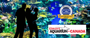 A family's silhouette looking a large, beautiful aquarium.