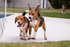 Two Beagle dogs running free through a field with another dog in the background.