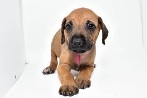 Rhodesian Ridgeback Puppy for sale 2024 litter Females and males