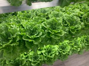 Ultra Clean Lettuce from Produce Now
