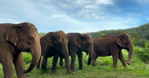 Four female Asian elephants in the vast, wild habitat at Elephant Sanctuary Brazil