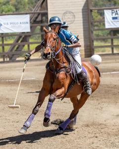 Male polo player rides horse after polo ball in play