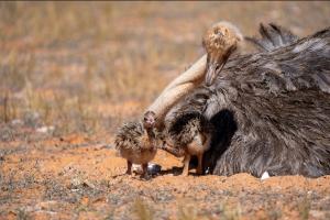 Ostrich ITBA