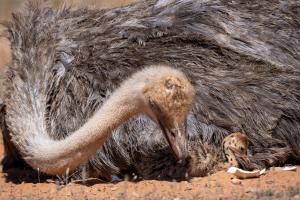 Ostrich ITBA 2