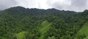 GreenLand excels in business diversification, with a strong environmental and social commitment in Colombia.