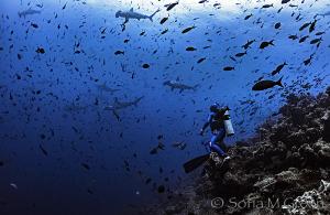 Diver watching and counting hammerhead sharks for Citizen Science research in the Galapagos Islands
