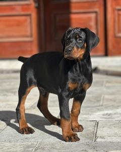 Health European Doberman Puppy