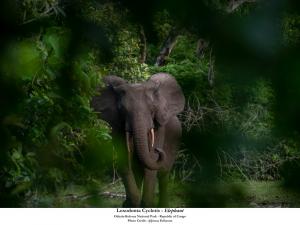 Odzala-Kokoua National Park is home to some of the world’s most endangered species, including the forest elephant, western lowland gorilla, and hundreds of unique bird species.