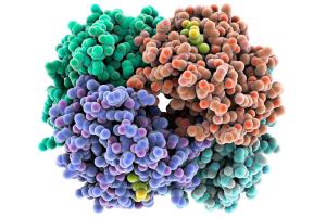 Functional Protein market