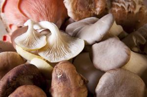 Global Medicinal Mushroom Market