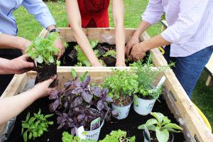 GooQuinoa gardening club