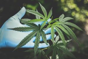 Marijuana’s Reclassification Affect On Hemp Industry