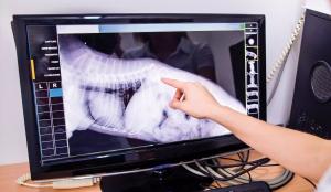 Veterinary Diagnostic Imaging Market