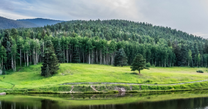 Forest with pond